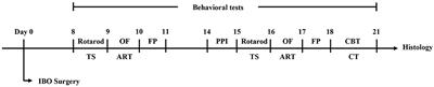 Dystonia-like behaviors and impaired sensory–motor integration following neurotoxic lesion of the pedunculopontine tegmental nucleus in mice